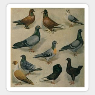 Vintage Pigeons Sticker